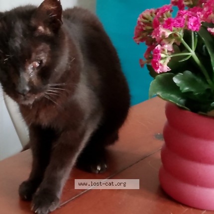 Foto di gatto smarrito a Livorno
