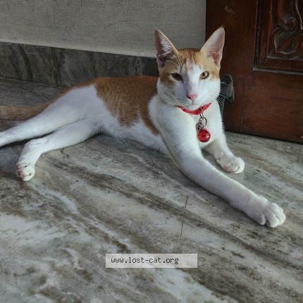 Photo 1/1 Luna Cat lost in Chennai
