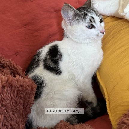 Foto 1/1 Kat gevonden Gevonden in Charneux