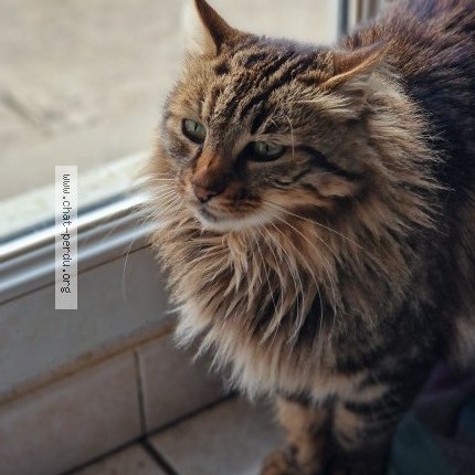 Foto einer wiedergefundenen Katze in Marlieux