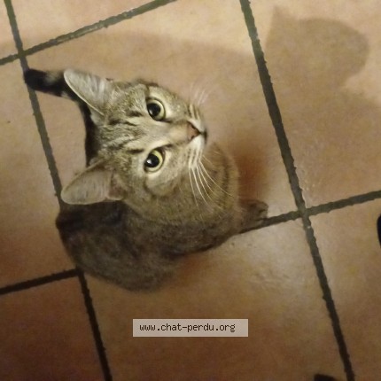 Photo of a cat found in Pontgibaud