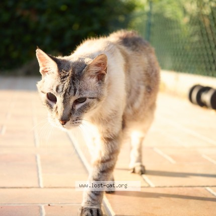 Foto de gato perdido em Portimao