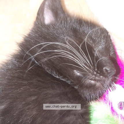 Foto van vermiste kat in Wiers