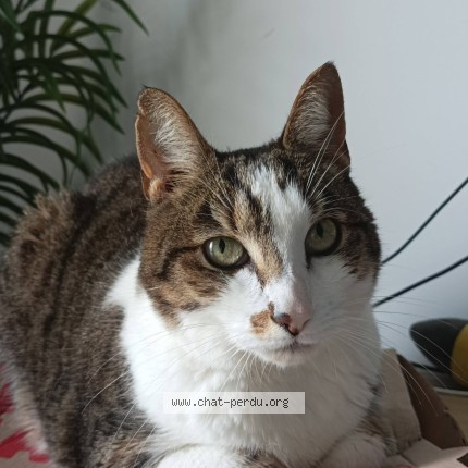 Photo of a cat found in Vertou