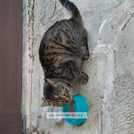 Photo of a cat found in Olivet