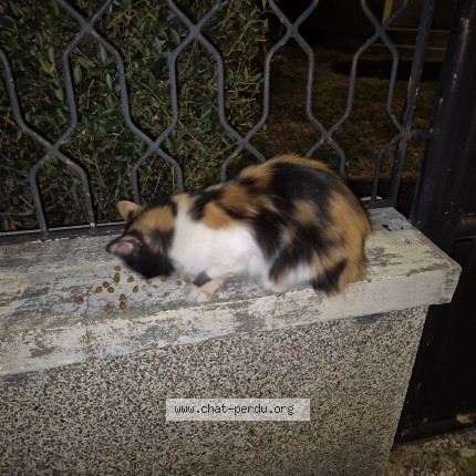 Photo of a cat found in Louviers
