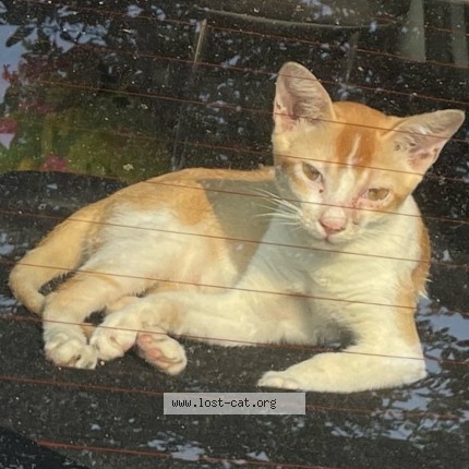 Photo 1/2 leo Cat lost in Soro