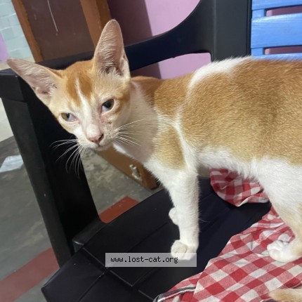Photo 2/2 leo Cat lost in Soro