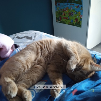 Photo of a cat found in Paimpol