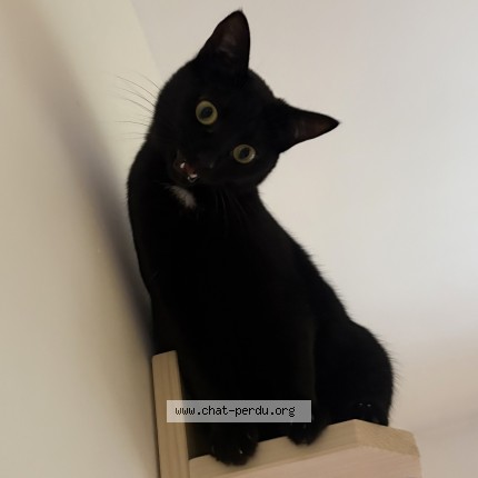 Photo of a cat found in Binic