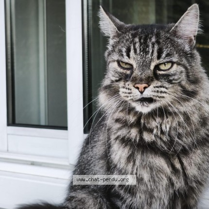 Photo of a cat found in Caussade