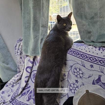 Picture of cat lost at La Grande Motte