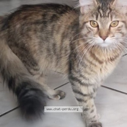 Photo of a cat found in Villepinte
