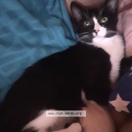 Picture of cat lost at La Grande Motte