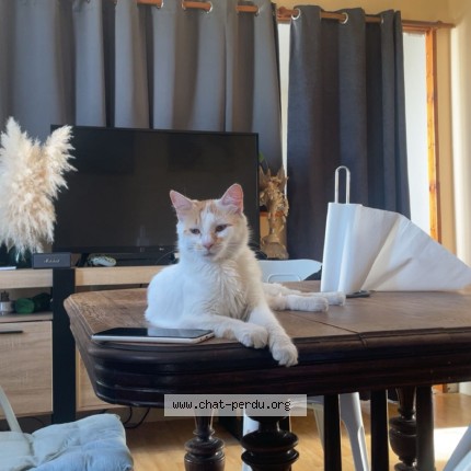 Photo of a cat found in La Rochelle