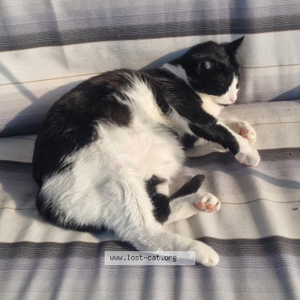 Foto 1/1 Micetta Gatto smarrito a Belluno