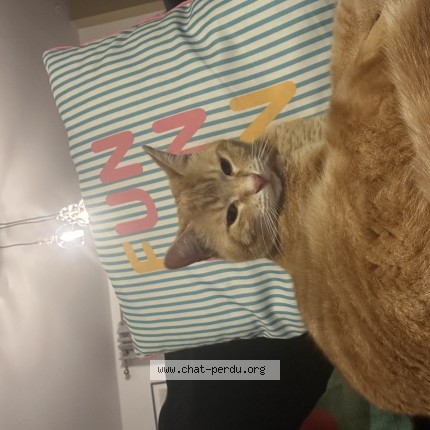Photo of a cat found in Saint Avertin