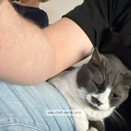 Photo of a cat found in Dizy