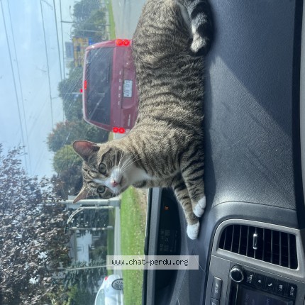 Picture of cat lost at Granby