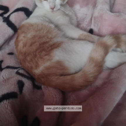 Photo of a cat found in Recoleta