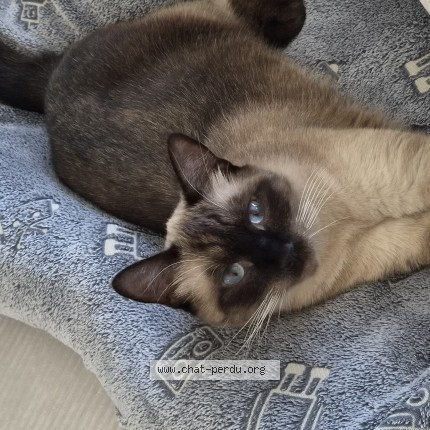 Photo of a cat found in Reims