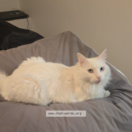 Photo of a cat found in Concarneau