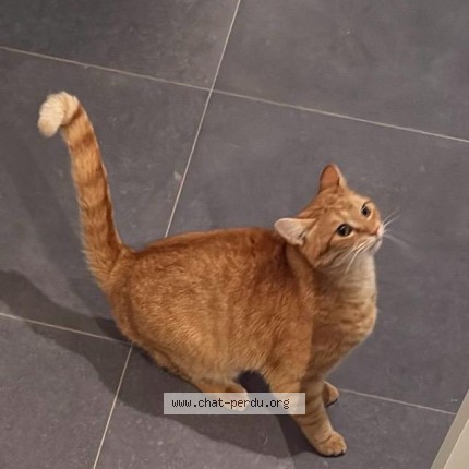 Foto 1/1 Bhlanik Kat vermist in Genval