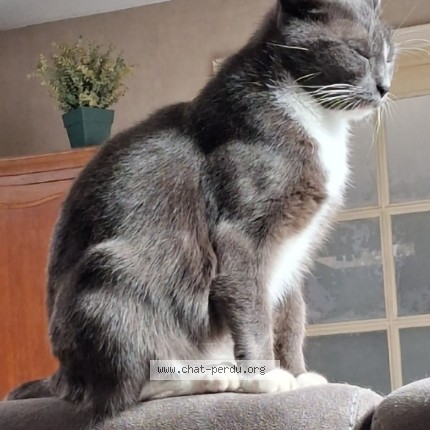 Foto 1/1 Mousse Kat vermist in Tournai Rumillies