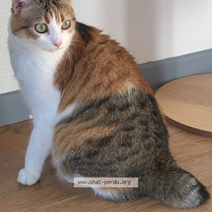 Photo of a cat found in Merigny