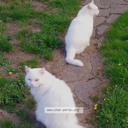 Photo of a cat found in Aigrefeuille Sur Maine