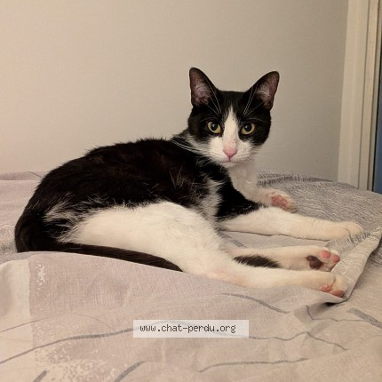 Photo of a cat found in Grenoble