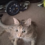 Buddy