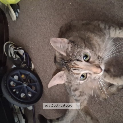Photo 1/1 Buddy Cat lost in Charlotte