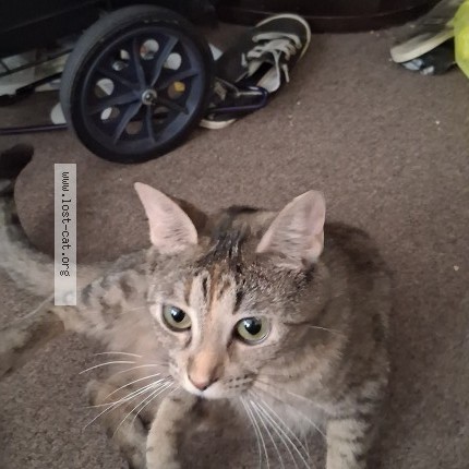 Photo 1/1 Buddy Cat lost in Charlotte