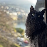 R&eacute;my