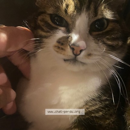 Foto 1/1 Gefundene Katze Gefunden in Neuchatel