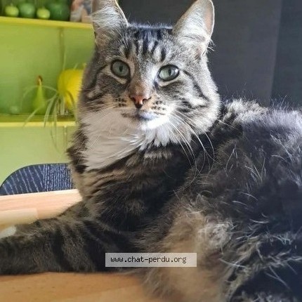 Foto 1/1 salem Kat vermist in Cerfontaine