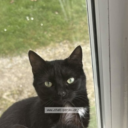 Photo of a cat found in Mayenne