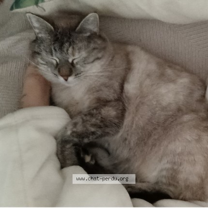 Foto einer wiedergefundenen Katze in Vendargues