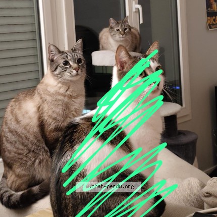 Photo of a cat found in Vendargues