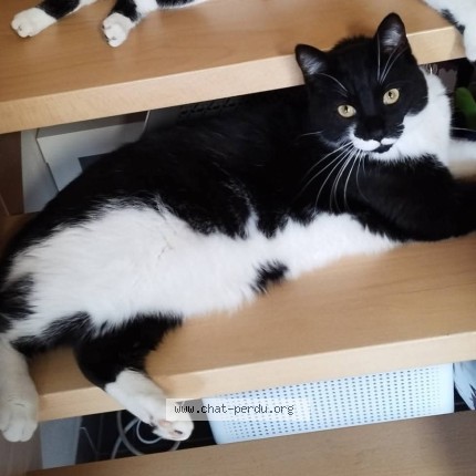 Foto van vermiste kat in Templeuve