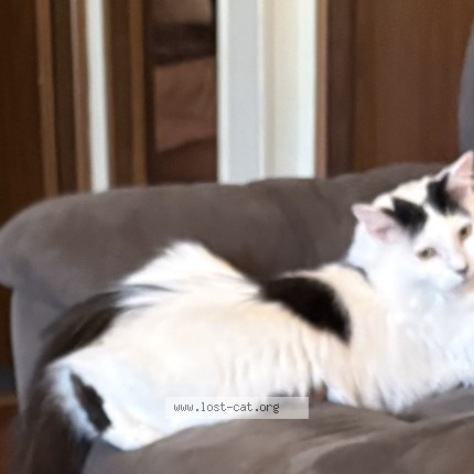 Photo 1/1 jinx Cat lost in East Bernstadt