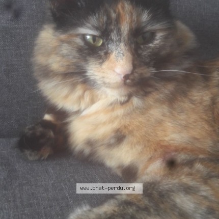Photo of a cat found in Missiriac