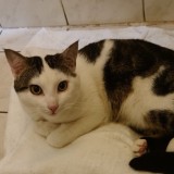 Milou Ou Baki