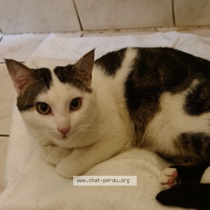 Foto 1/1 Milou Ou Baki Gatto smarrito a Geneve