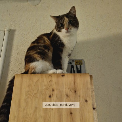 Photo of a cat found in Bayeux