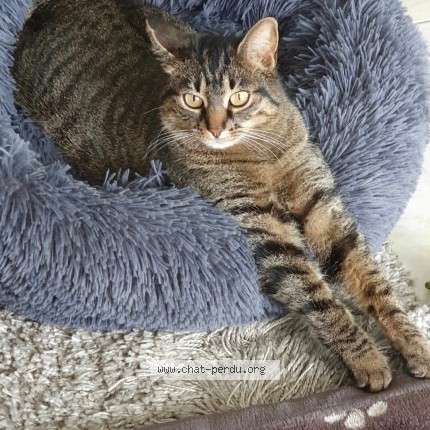 Foto 1/1 Clochette Katze verloren in Ballaigues