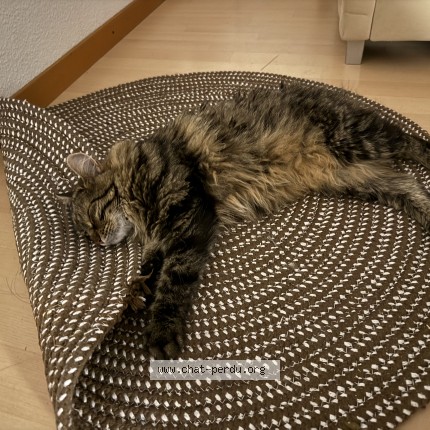 Foto 1/1 Scarlett Katze verloren in Neuchatel