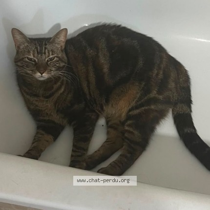 Photo of a cat found in Meaux