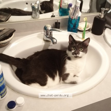 Photo of a cat found in Lyon
